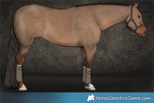 Horse Color:Liver Red Dun 