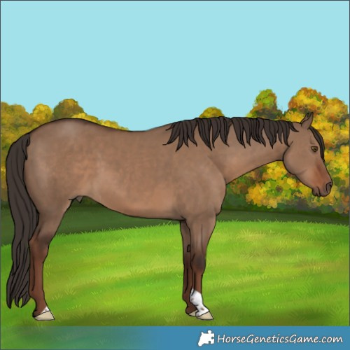 Horse Color:Liver Red Dun 