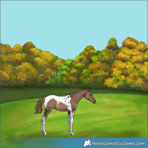Horse Color:Liver Red Dun Tobiano Rabicano 