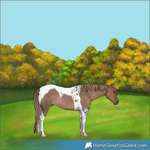 Horse Color:Liver Red Dun Tobiano Rabicano 