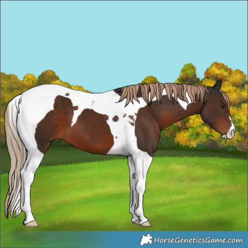 Horse Color:Liver Chestnut Tobiano 