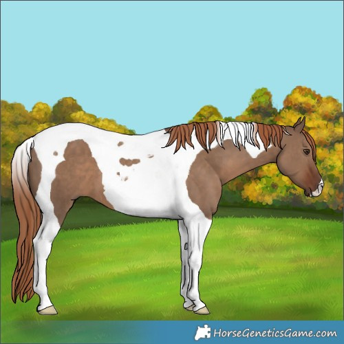 Horse Color:Liver Red Dun Tobiano