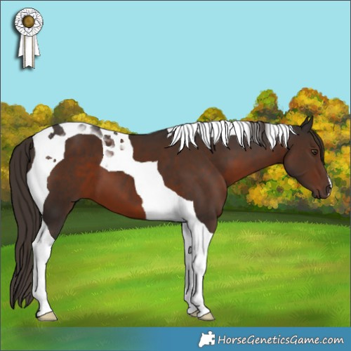 Horse Color:Liver Chestnut Tobiano 