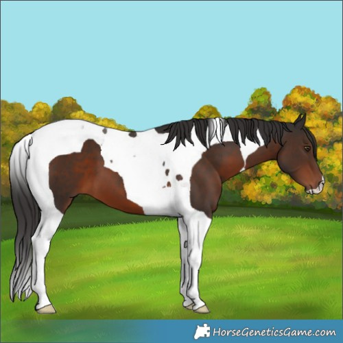 Horse Color:Liver Chestnut Tobiano 