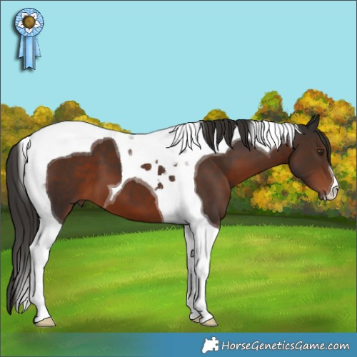 Horse Color:Liver Chestnut Tobiano 