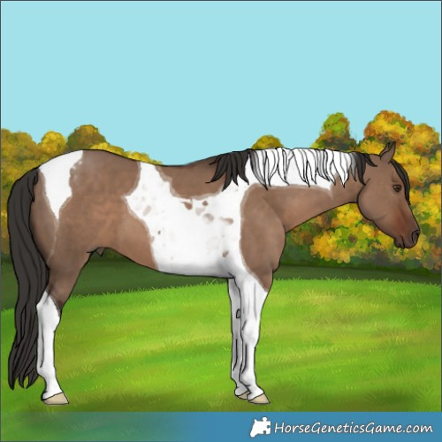 Horse Color:Liver Red Dun Tobiano 