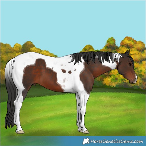 Horse Color:Liver Chestnut Tobiano 
