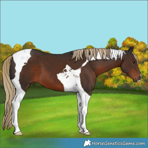 Horse Color:Liver Chestnut Tobiano 