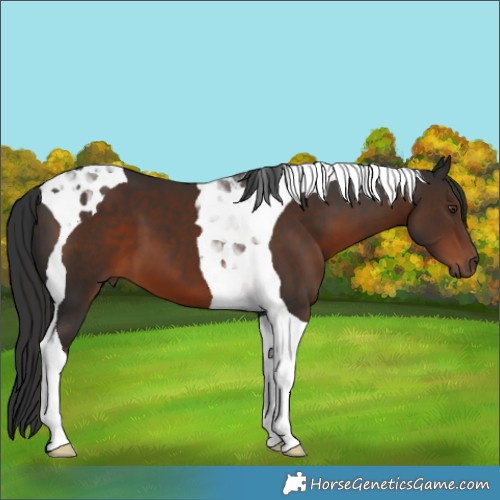 Horse Color:Liver Chestnut Tobiano 