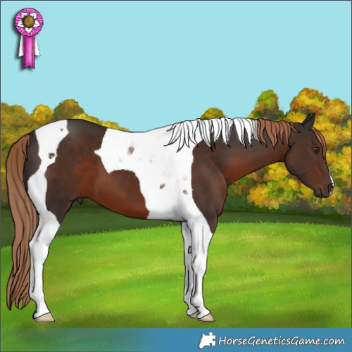 Horse Color:Liver Chestnut Tobiano