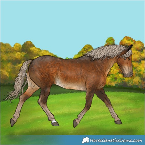 Horse Color:Chocolate Palomino 