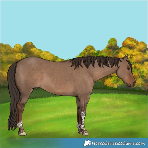 Horse Color:Liver Red Dun Tobiano 