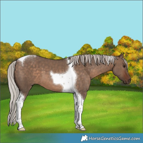 Horse Color:Silver Brown Dun Tobiano 