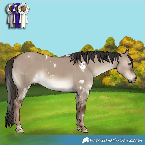 Horse Color:White Spotted Liver Red Dun 