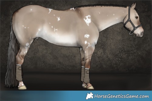 Horse Color:White Spotted Liver Red Dun