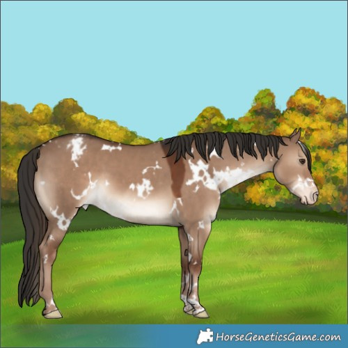 Horse Color:White Spotted Liver Red Dun Appaloosa 