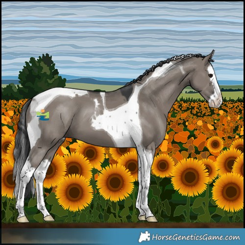 Horse Color:Grullo Splash Tobiano 