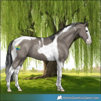 Horse Color:Grullo Splash Tobiano 