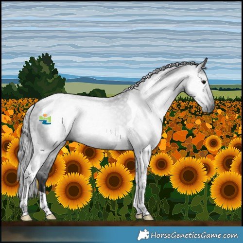Horse Color:Gray Black Tobiano 