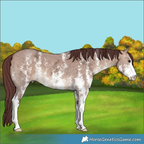 Horse Color:Chocolate Bay Ice Dun Sabino 