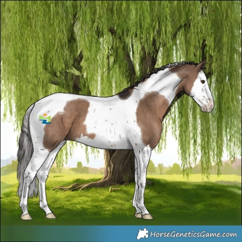 Horse Color:Liver Red Dun Splash Tobiano 