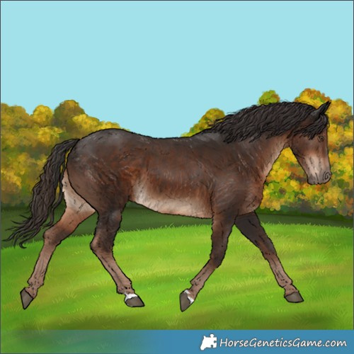 Horse Color:Liver Chestnut 