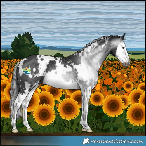 Horse Color:Gray White Spotted Black Splash 