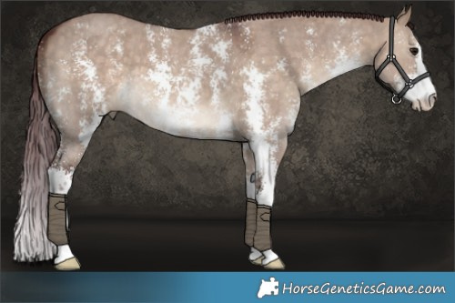Horse Color:Chocolate Brown Dun Sabino 