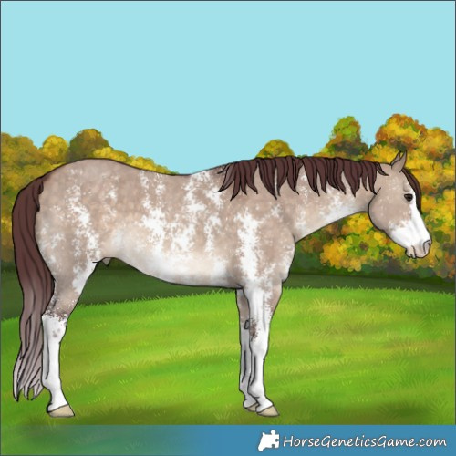 Horse Color:Chocolate Brown Dun Sabino 