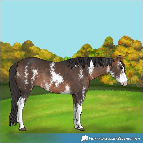 Horse Color:Bay Sabino Rabicano 
