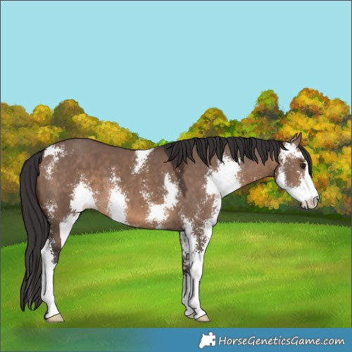 Horse Color:Brown Dun Sabino 