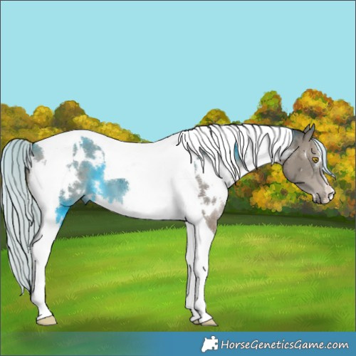 Horse Color:White Spotted Silver Grullo Tobiano Brindle 