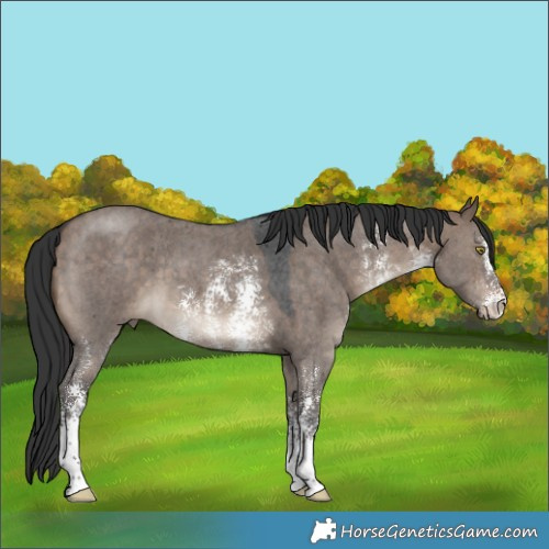 Horse Color:Brown Dun Sabino 