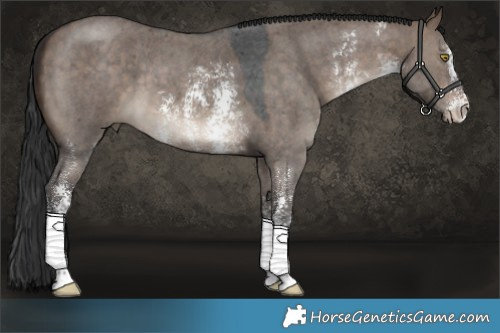 Horse Color:Brown Dun Sabino 
