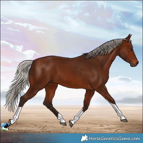 Horse Color:Gray Silver Bay Tobiano 