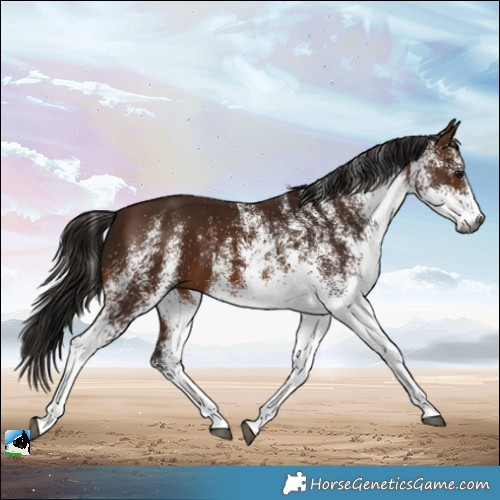 Horse Color:Gray White Spotted Bay 