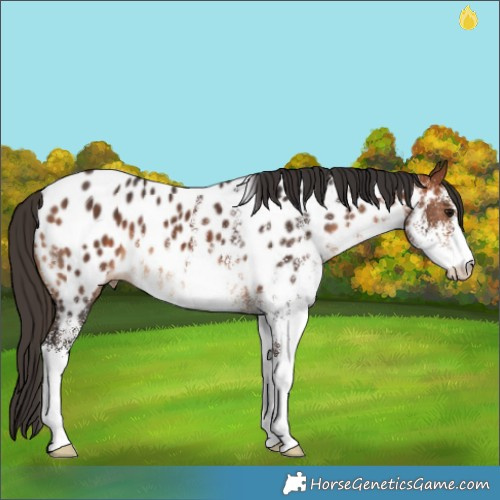 Horse Color:White Spotted Bay Appaloosa
