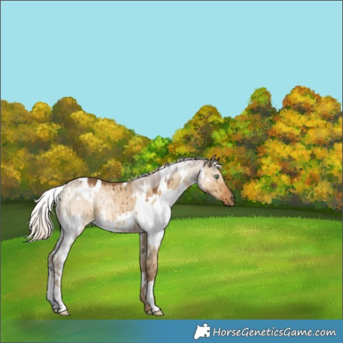 Horse Color:White Spotted Chocolate Palomino Dun Rabicano Brindle 