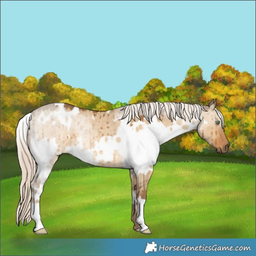 Horse Color:White Spotted Chocolate Palomino Dun Rabicano Brindle