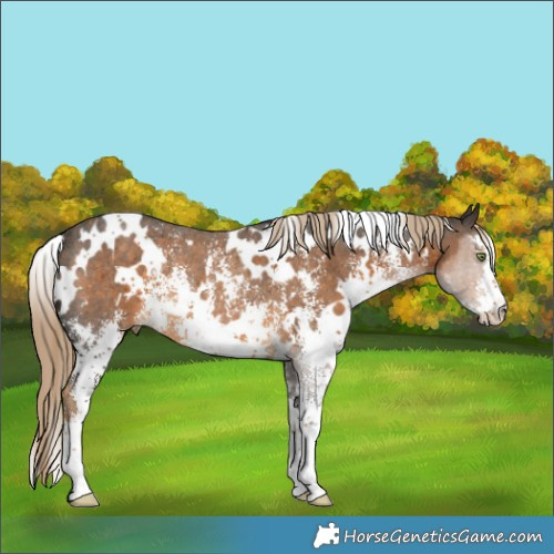 Horse Color:White Spotted Chocolate Palomino Sabino Rabicano 