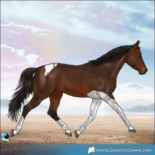 Horse Color:Gray Bay Tobiano 