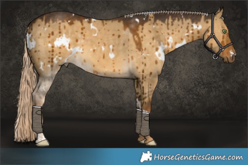 Horse Color:White Spotted Chocolate Palomino Dun Brindle