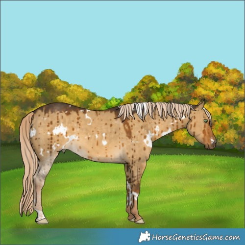 Horse Color:White Spotted Chocolate Palomino Dun Brindle 