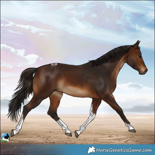 Horse Color:Gray Bay Tobiano