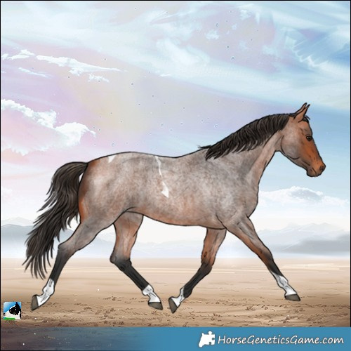 Horse Color:Bay Roan Tobiano 