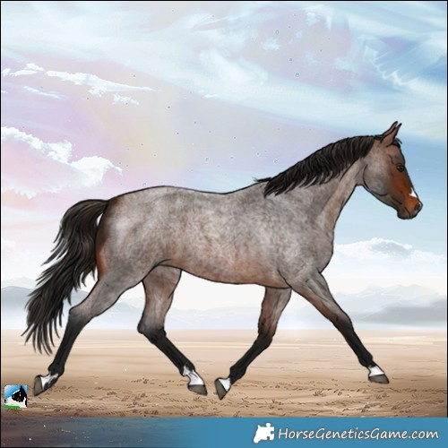 Horse Color:Gray Bay Roan