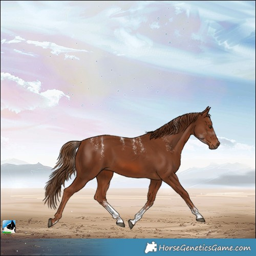 Horse Color:Powder White Chestnut Sabino