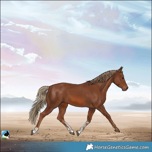 Horse Color:Chestnut Sabino