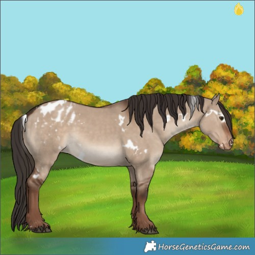 Horse Color:White Spotted Liver Red Dun Appaloosa