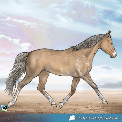 Horse Color:Chocolate Palomino Dun Sabino 
